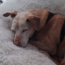 JOSH, Hund, Mischlingshund in Satow - Bild 10