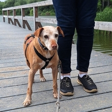 JOSH, Hund, Mischlingshund in Satow - Bild 2