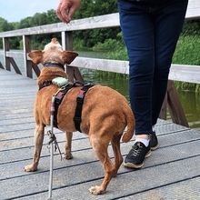 JOSH, Hund, Mischlingshund in Satow - Bild 3
