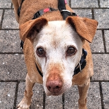 JOSH, Hund, Mischlingshund in Satow - Bild 4