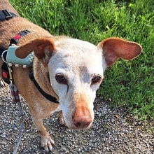 JOSH, Hund, Mischlingshund in Satow - Bild 5