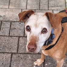 JOSH, Hund, Mischlingshund in Satow - Bild 6