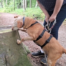 JOSH, Hund, Mischlingshund in Satow - Bild 7