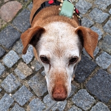JOSH, Hund, Mischlingshund in Satow - Bild 8