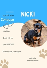 NICKY, Hund, Mischlingshund in Arnsberg - Bild 1