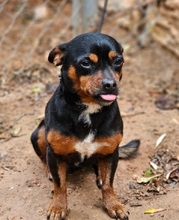NICKY, Hund, Mischlingshund in Arnsberg - Bild 10
