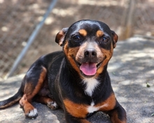 NICKY, Hund, Mischlingshund in Arnsberg - Bild 2