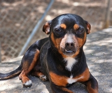 NICKY, Hund, Mischlingshund in Arnsberg - Bild 3