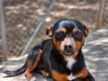 NICKY, Hund, Mischlingshund in Arnsberg - Bild 4