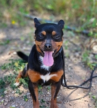 NICKY, Hund, Mischlingshund in Arnsberg - Bild 5