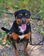 NICKY, Hund, Mischlingshund in Arnsberg - Bild 6