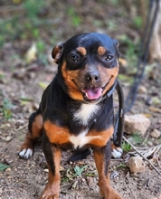 NICKY, Hund, Mischlingshund in Arnsberg - Bild 7