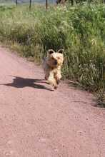 PRINCIPE, Hund, Yorkshire Terrier in Spanien - Bild 1