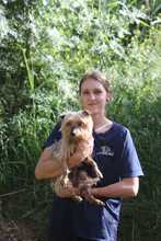 PRINCIPE, Hund, Yorkshire Terrier in Spanien - Bild 2