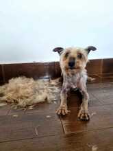 PRINCIPE, Hund, Yorkshire Terrier in Spanien - Bild 3