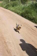 PRINCIPE, Hund, Yorkshire Terrier in Spanien - Bild 4