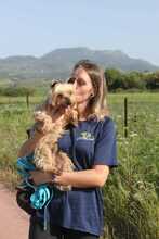 PRINCIPE, Hund, Yorkshire Terrier in Spanien - Bild 5