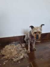 PRINCIPE, Hund, Yorkshire Terrier in Spanien - Bild 6