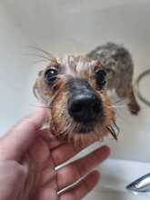 PRINCIPE, Hund, Yorkshire Terrier in Spanien - Bild 7