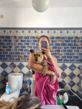 PRINCIPE, Hund, Yorkshire Terrier in Spanien - Bild 8