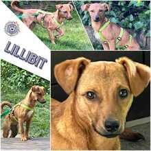 LILLIBIT, Hund, Mischlingshund in Weiden - Bild 1