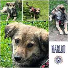 MARLOU, Hund, Mischlingshund in Weiden - Bild 1