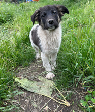 ARIK, Hund, Mischlingshund in Rumänien - Bild 1