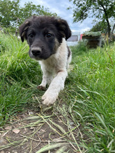ARIK, Hund, Mischlingshund in Rumänien - Bild 2