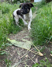 ARIK, Hund, Mischlingshund in Rumänien - Bild 3