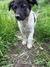 ARIK, Hund, Mischlingshund in Rumänien - Bild 4
