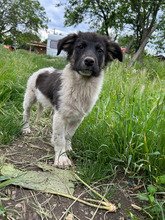 ARIK, Hund, Mischlingshund in Rumänien - Bild 5
