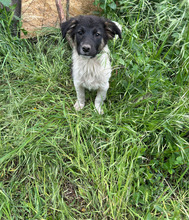ARIK, Hund, Mischlingshund in Rumänien - Bild 6