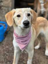 THROUBI, Hund, Mischlingshund in Bad Pyrmont - Bild 1
