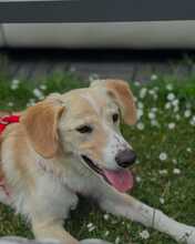 THROUBI, Hund, Mischlingshund in Bad Pyrmont - Bild 10