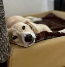 THROUBI, Hund, Mischlingshund in Bad Pyrmont - Bild 2