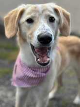 THROUBI, Hund, Mischlingshund in Bad Pyrmont - Bild 3