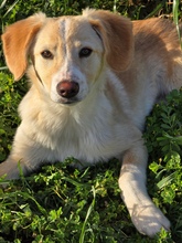 THROUBI, Hund, Mischlingshund in Bad Pyrmont - Bild 4