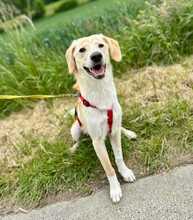 THROUBI, Hund, Mischlingshund in Bad Pyrmont - Bild 5