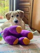 THROUBI, Hund, Mischlingshund in Bad Pyrmont - Bild 8