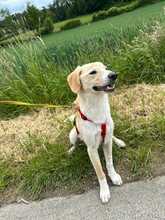 THROUBI, Hund, Mischlingshund in Bad Pyrmont - Bild 9