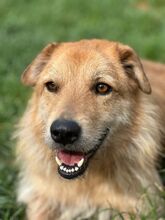 BUDDY, Hund, Mischlingshund in Solingen - Bild 1