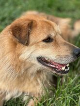 BUDDY, Hund, Mischlingshund in Solingen - Bild 2