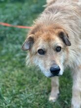 BUDDY, Hund, Mischlingshund in Solingen - Bild 4