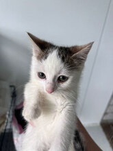 BERLIOZ, Katze, Hauskatze in Rumänien - Bild 3