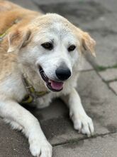 ARIANA, Hund, Mischlingshund in Solingen - Bild 1