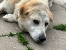 ARIANA, Hund, Mischlingshund in Solingen - Bild 2