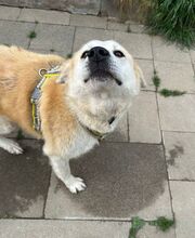 ARIANA, Hund, Mischlingshund in Solingen - Bild 3