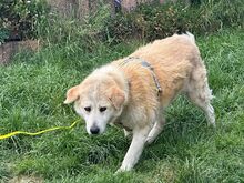 ARIANA, Hund, Mischlingshund in Solingen - Bild 4