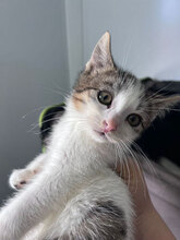 JENNA, Katze, Hauskatze in Rumänien - Bild 1