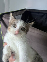 JENNA, Katze, Hauskatze in Rumänien - Bild 2